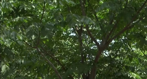 江苏建成首个大型活动碳中和林(图2)