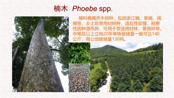 浙江省碳汇造林十大主推树种(图8)