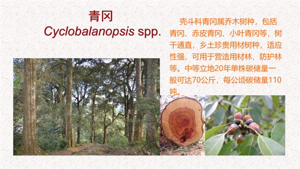 浙江省碳汇造林十大主推树种(图6)
