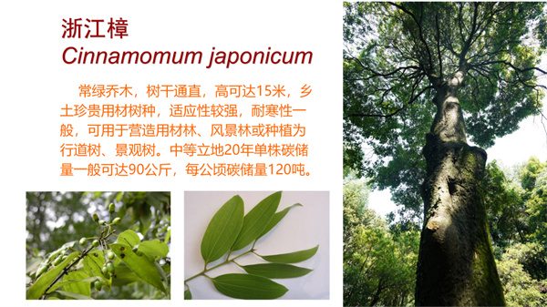 浙江省碳汇造林十大主推树种(图5)