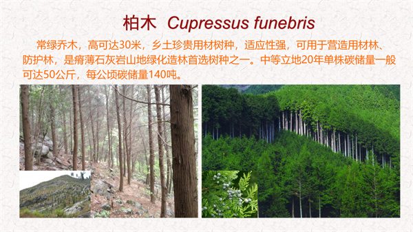 浙江省碳汇造林十大主推树种(图10)