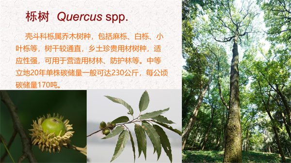 浙江省碳汇造林十大主推树种(图7)