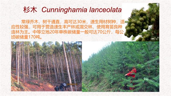浙江省碳汇造林十大主推树种(图3)