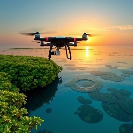 蓝碳！迈入新时期